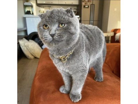 Scottish fold kırık kulaktır dişi ve erkek