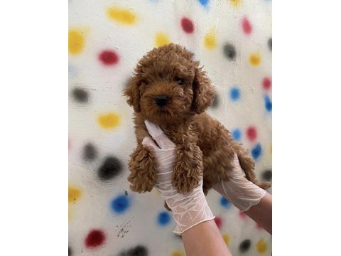 Uygun puan sağlıklı son poodle