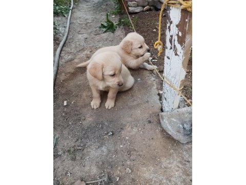 Yazın vazgeçilmez golden retriever meyveleri