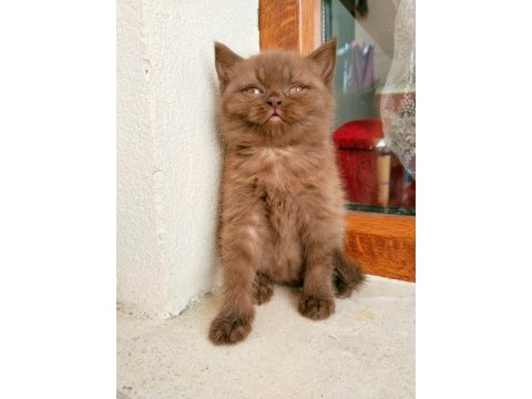 Safkan ayı surat cinnemon british shorthair disi