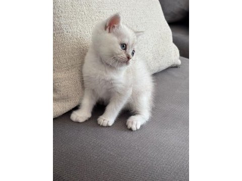 8 haftalık british shorthair dişi yavrumuz yuva arıyor
