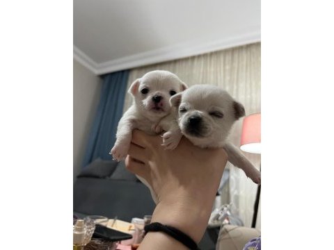 Yeni chihuahua yavrularım