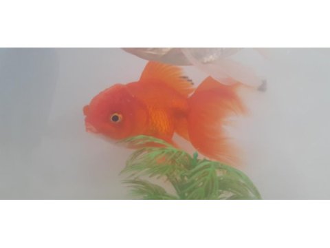 Satılık oranda sağlıklı
