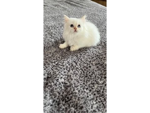 British longhair yavrular