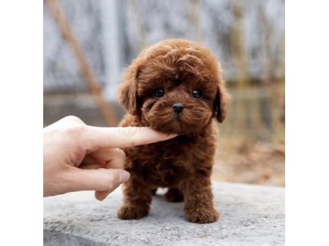 Özenle büyütülmüş toy poodle yavrular