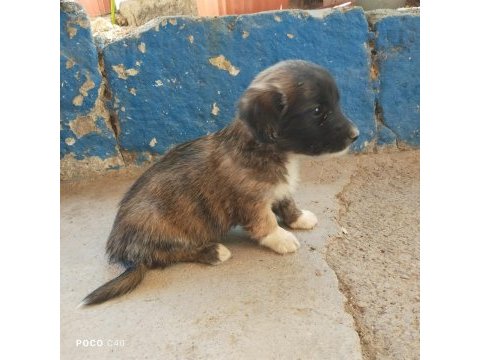 Fino bebek köpekler
