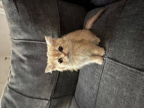 Golden british shorthair dışı yavru