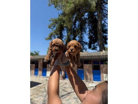 Toy poodle yavrularımız