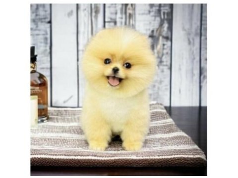 Pomeranian boo