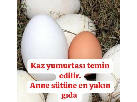 Çerkezköyde kaz yumurtası ve kaz yavrusu