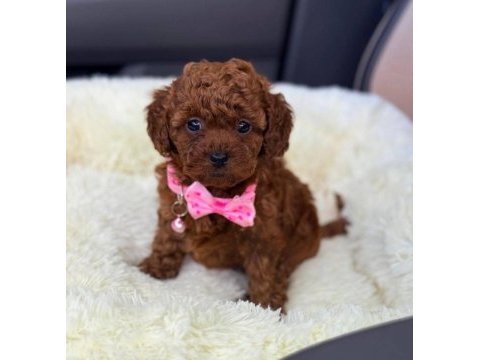 Secereli anne babadan %100 orijinal red toy poodle