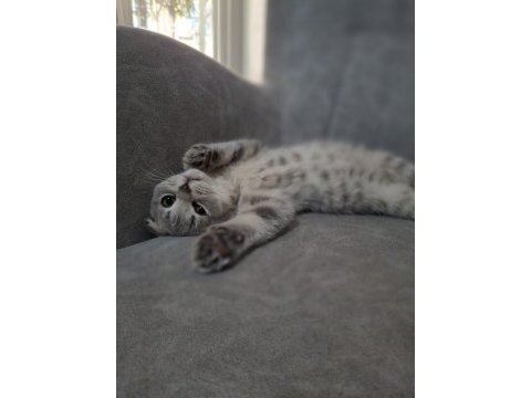 British shorthair yavrumuza yuva arıyoruz