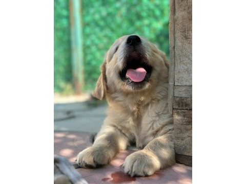Yavru golden retriever