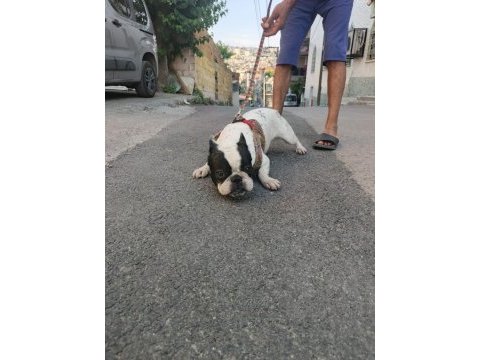 Mükemmel french bulldog yavrular