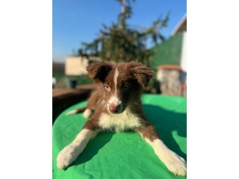 A kalite saf kan border collie yavrular