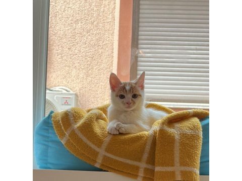 2.5 aylık erkek sarı beyaz tekir kedi yavrusu