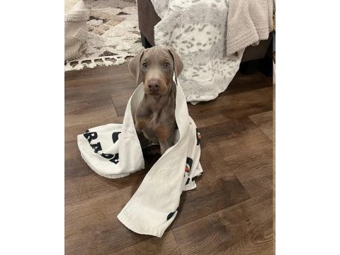 Lilac renk doberman king yavrularımız sizlerle