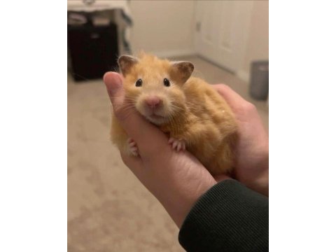 Hamster gonzales yavrular heryere gönderim