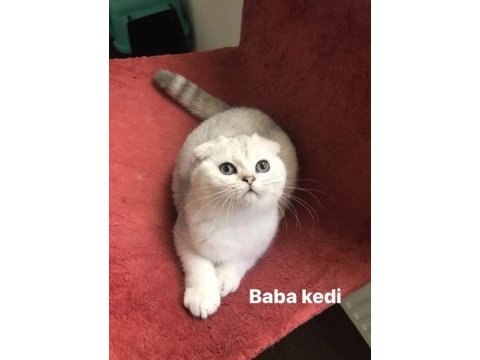 4 aylık aşırı sevecen erkek british shorthair yavru