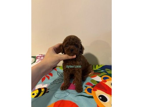 Güçlü pigment koyu renk kore kan toy poodle