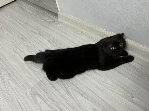 Scottish fold kızımıza ev arıyoruz