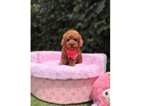 Teacüp poodle yavrumuz 