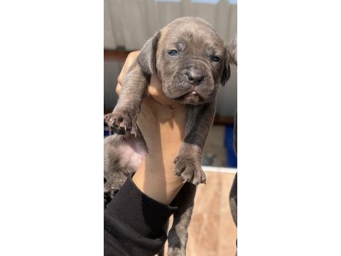 Cane corsa alan koruma köpeği yavruları 