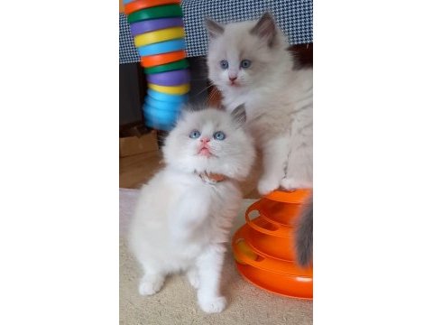 Safkan ragdoll bebekler