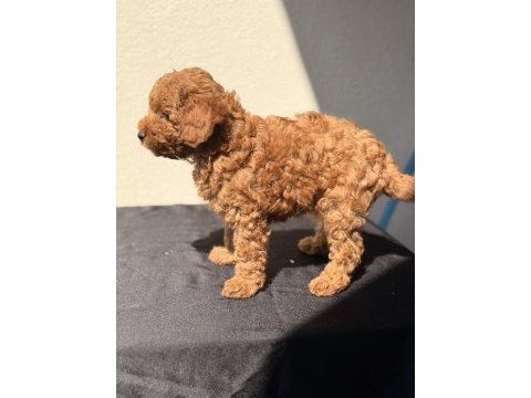 Toy poodle bebekler