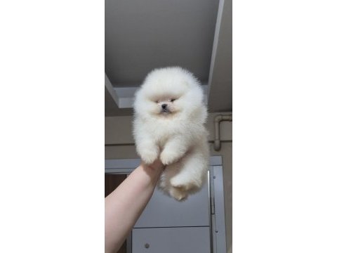 Üst kalite teacup ayıcık yüz pomeranian boo erkek