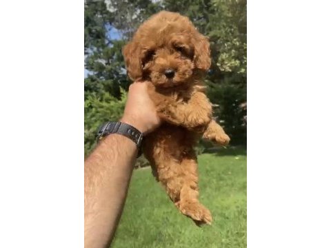 Poodle benzerliğiyle sevimli maltipoo bebekler