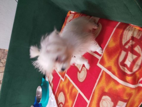 3 aylık maltese terrier yavru