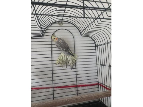Sultan papağanı konuşan 3 aylık erkek yavru