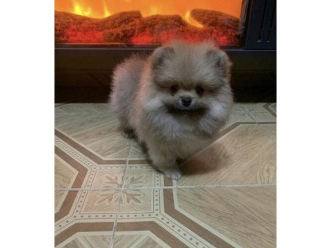 Bebek yüzlü pomeranian köpeği