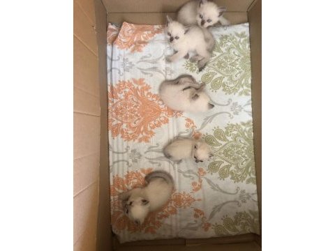 Yavru british longhair blue eyes