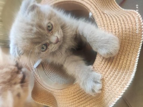 27 haziran doğumlu scottish fold