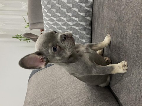Lilac and tan ısabella carrier maybe fluffy french bulldog