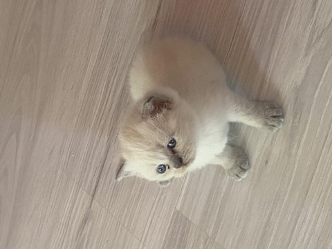 Blue point british shorthair yavrum