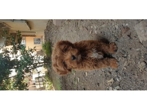 Yavru poodle 4 aylık