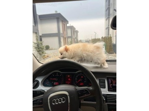 Orijinal ırk 3 aylık erkek pomeranian
