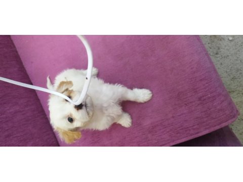 Maltese terrier 2 aylık yavrumuz