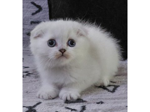 Şampiyon atalardan scottish fold yavrular