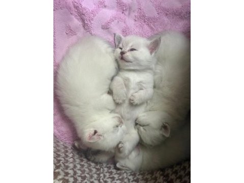 British shorthair yavrular yuva bekliyor