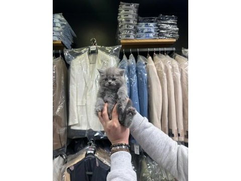 British shorthair 2 aylık