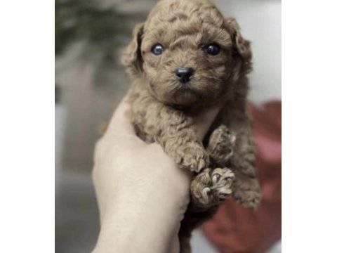 Toy poodle a kalite safkan kore