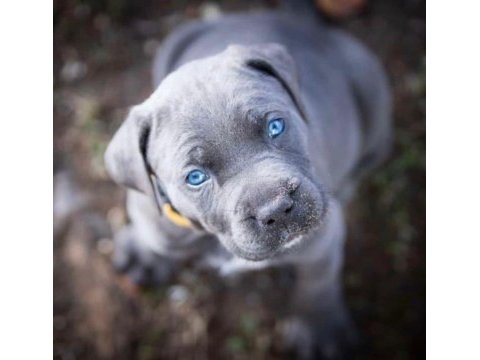 Orjinal blue cane corso yavrular