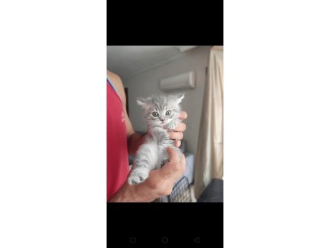 British shorthair kedisi