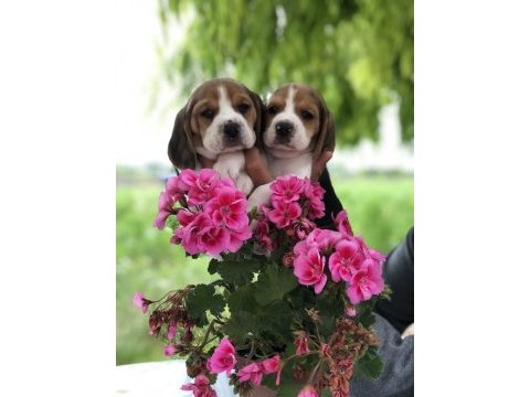 3 renk beagle bebeklerimiz