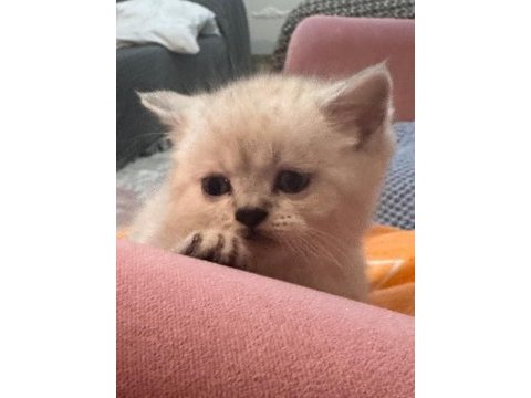 British shorthair bebeğimiz