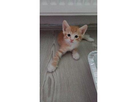 5 adet yavru sarman kedi